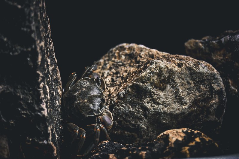 🦀横行无忌(run amok)#crab #沙蟹 #animal #littlecreature🦀横行无忌(run amok)#crab #沙蟹 #animal #littlecreature