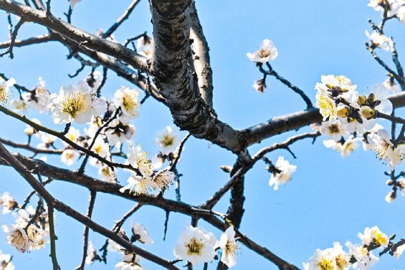 梅开(Plum Blossom Bloom)