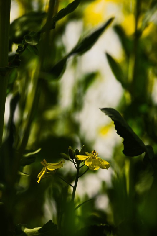 油菜花海一瞥(A glimpse of the sea of flowers)#nature #flowers油菜花海一瞥(A glimpse of the sea of flowers)#nature #flowers