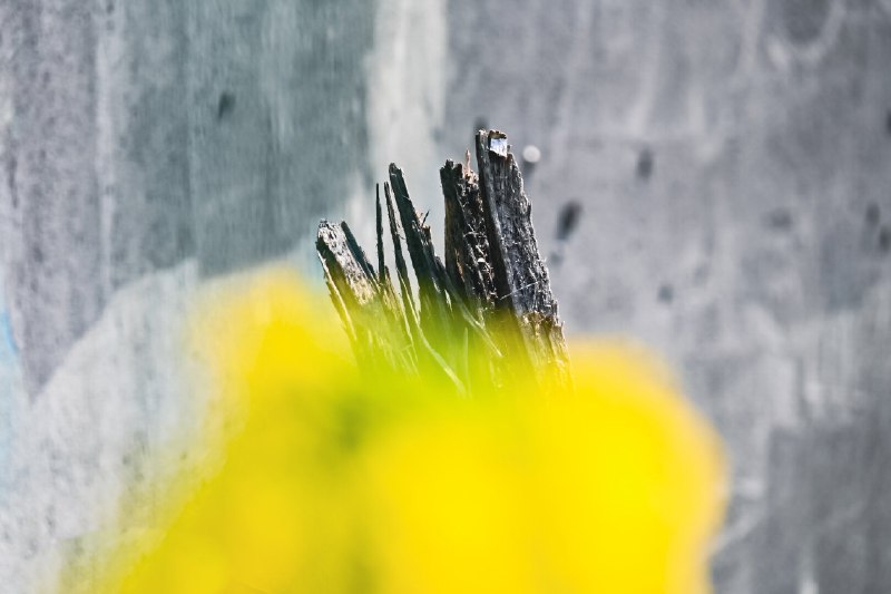 油菜花海一瞥(A glimpse of the sea of flowers)#nature #flowers油菜花海一瞥(A glimpse of the sea of flowers)#nature #flowers