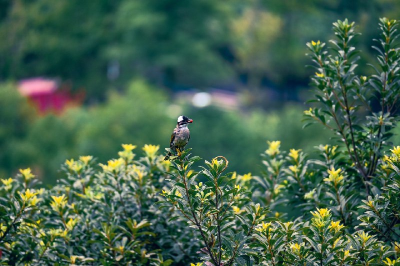 一阵鸟#BirdOfMastodon #birds #nature #鸟