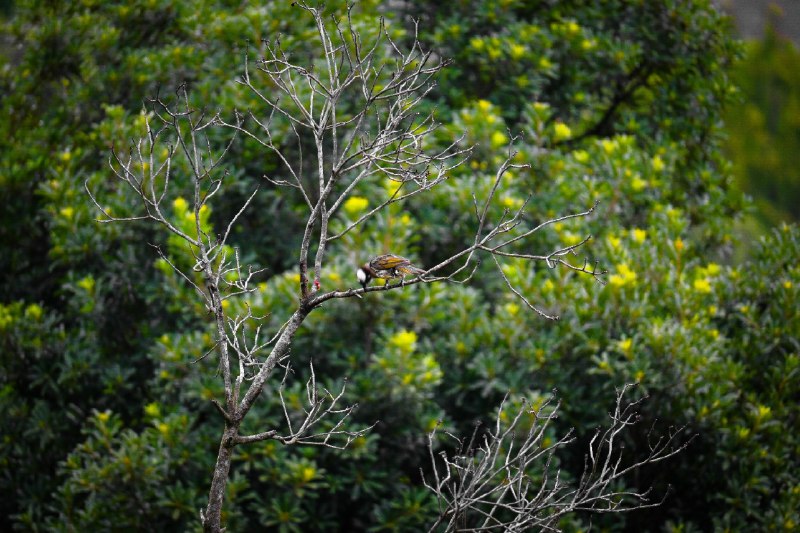 一阵鸟#BirdOfMastodon #birds #nature #鸟