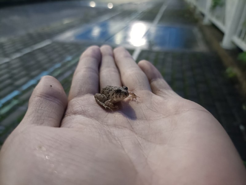 梅雨不停休，蛤蟆遍地流