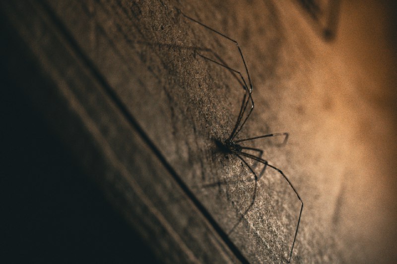 daddylongleg正在写东西，忽然从余光里看到凳子下面窜出一只什么东西，定睛一看，是一只长腿的蜘蛛