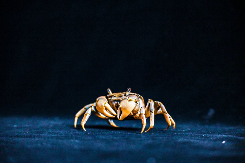 🦀横行无忌(run amok)#crab #沙蟹 #animal #littlecreature🦀横行无忌(run amok)#crab #沙蟹 #animal #littlecreature