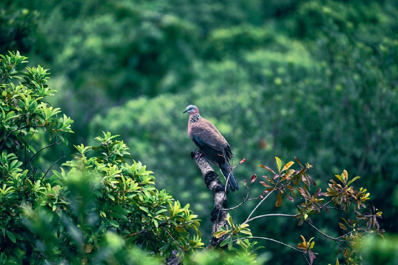 一阵鸟#BirdOfMastodon #birds #nature #鸟