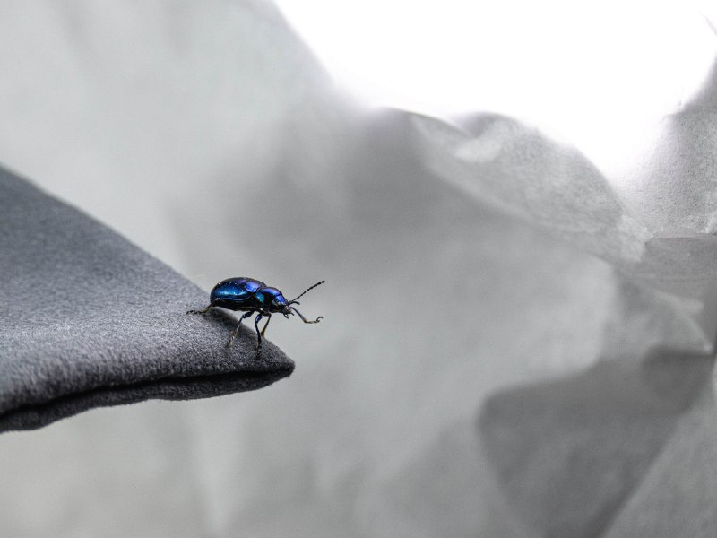 行路难#bugs #与萝藦相会 #长焦微距行路难#bugs #与萝藦相会 #长焦微距
