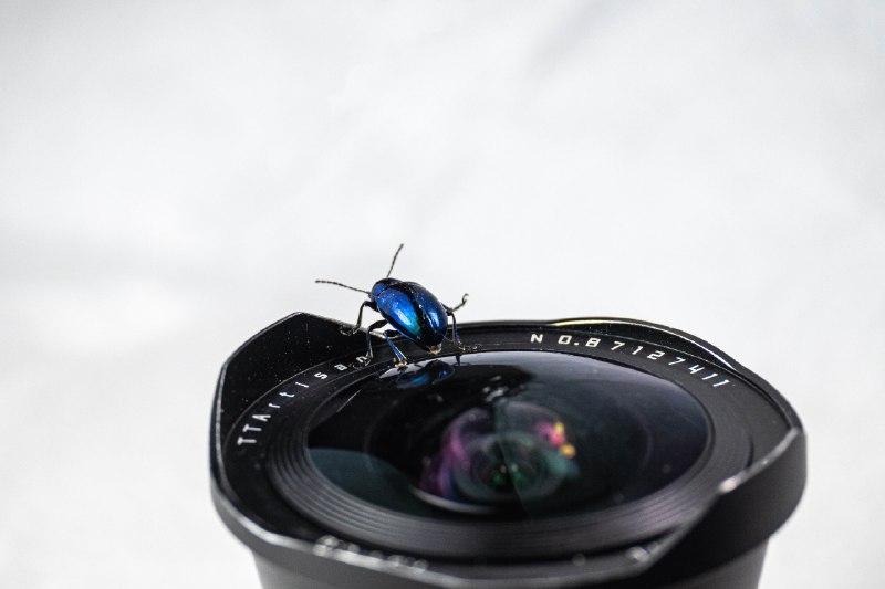 行路难#bugs #与萝藦相会 #长焦微距行路难#bugs #与萝藦相会 #长焦微距