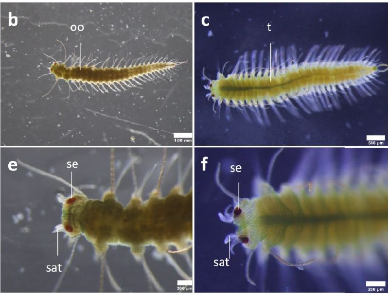 Post by 棘@russell@ecoevo.social It's strange, I think the stolon can't be called life,(It can't survive and reproduce independently). It's just a gamete with a special structure.----------------------Russell Garwood(@russell@ecoevo.social) says