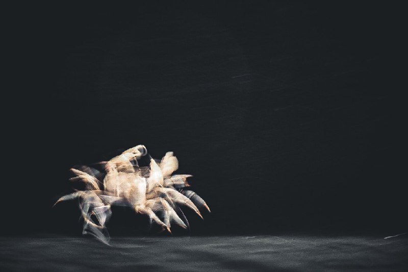 🦀横行无忌(run amok)#crab #沙蟹 #animal #littlecreature🦀横行无忌(run amok)#crab #沙蟹 #animal #littlecreature