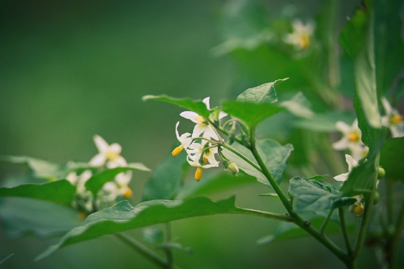 深秋菜畦深秋菜畦