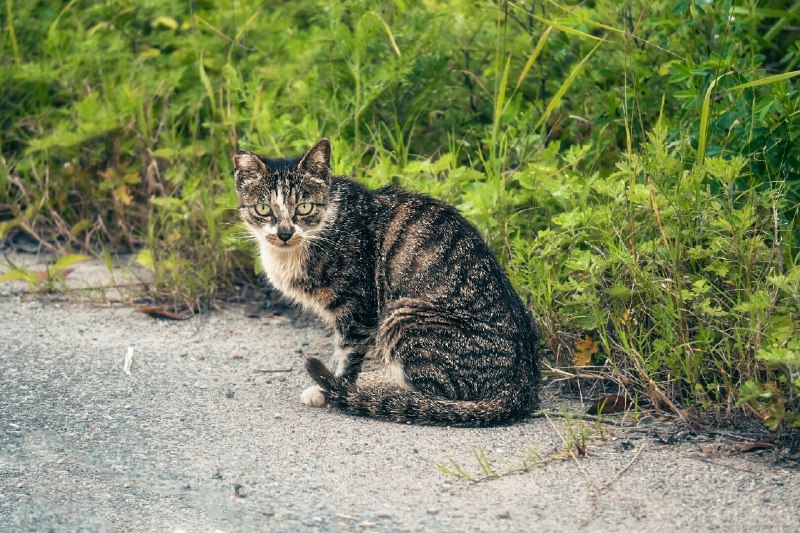 路边的狸花猫(The tabby cat by the roadside)#caturday #猫猫 #猫猫狗狗 #mastopets #pixelfedcats