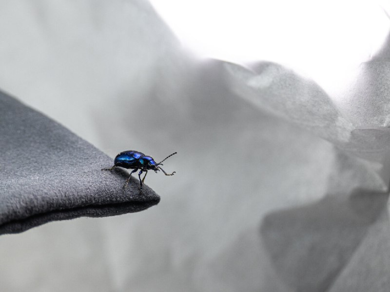 泛蓝(A little blue)#萝藦叶甲 #bugs #micology #china #ink