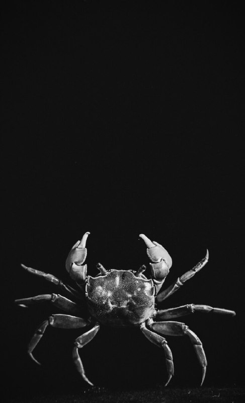 🦀横行无忌(run amok)#crab #沙蟹 #animal #littlecreature🦀横行无忌(run amok)#crab #沙蟹 #animal #littlecreature