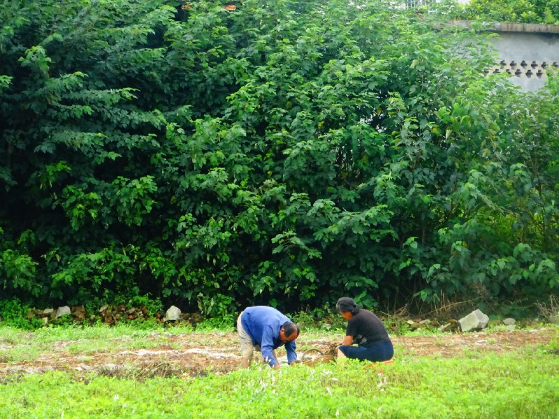 向前更新写博客时，找到了20年帮外公外婆在地里薅花生的照片(爷爷奶奶也正好在相邻的地块遛花生（一次薅完会有遗漏，再检查一遍的意思），但两家关系不太好，一直没有搭话)当时以为那是自己做的最底层、下力的工作了，现在想想——呵呵，也不过如此嘛！(从左到右