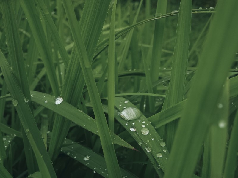 雨味雨味