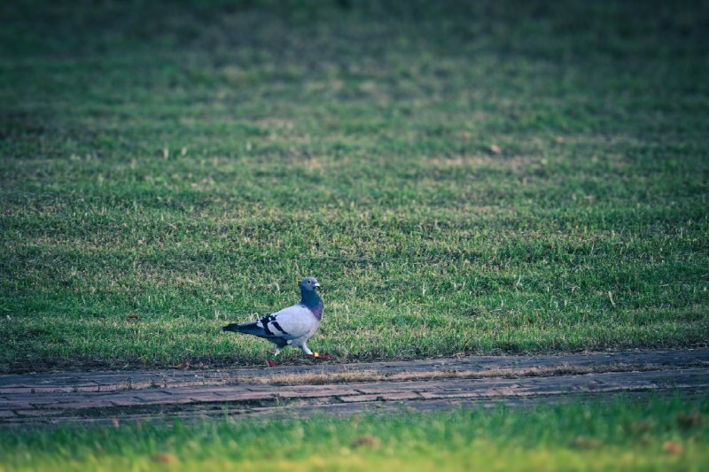 闲鸽信步#birds #pigeons #birdsofmasodon #泛泛放逸 #松弛闲鸽信步#birds #pigeons #birdsofmasodon #泛泛放逸 #松弛