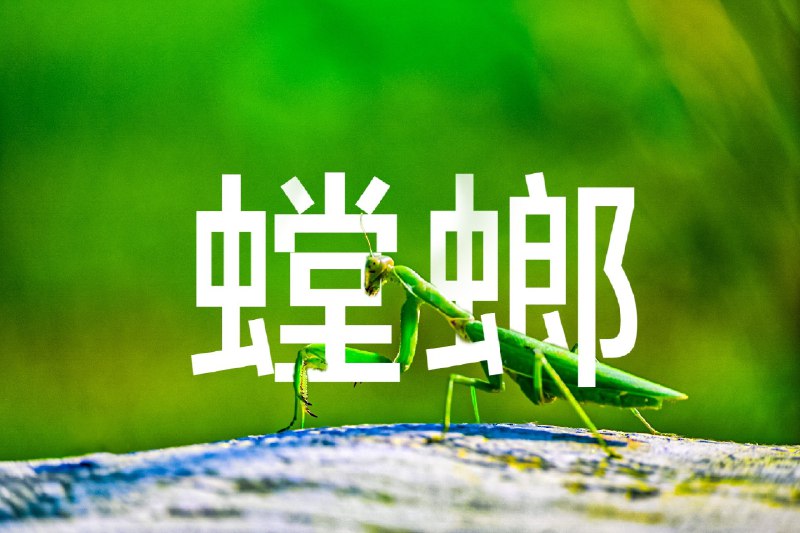 螳螂下午去出租屋旁边的绿地上看书，偶遇只螳螂，便抄起家伙什拍它