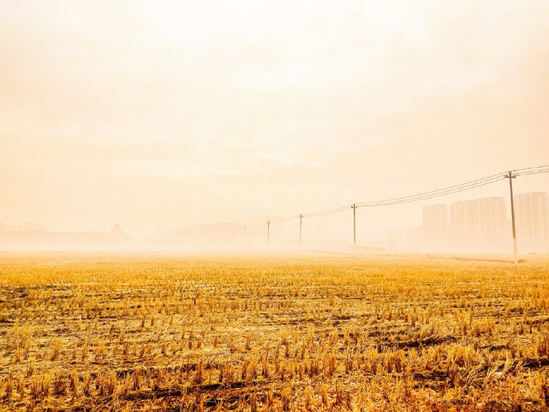 收割以后(After the harvest) #paddy #naturelovers #harvest #golden #autumn #Foggy #goodmorning