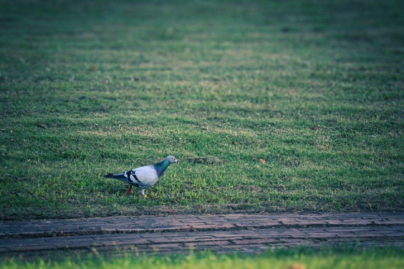 闲鸽信步#birds #pigeons #birdsofmasodon #泛泛放逸 #松弛闲鸽信步#birds #pigeons #birdsofmasodon #泛泛放逸 #松弛