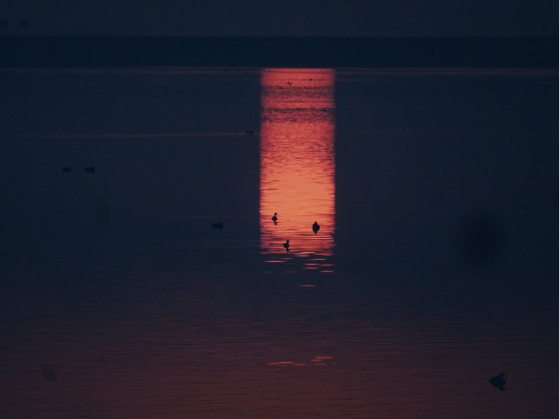 禽鸟之清晨(The morning of bird) 昨天发现的这个湖玩起来真带劲儿！(The nearby lake discovered yesterday is really fun to play with!)