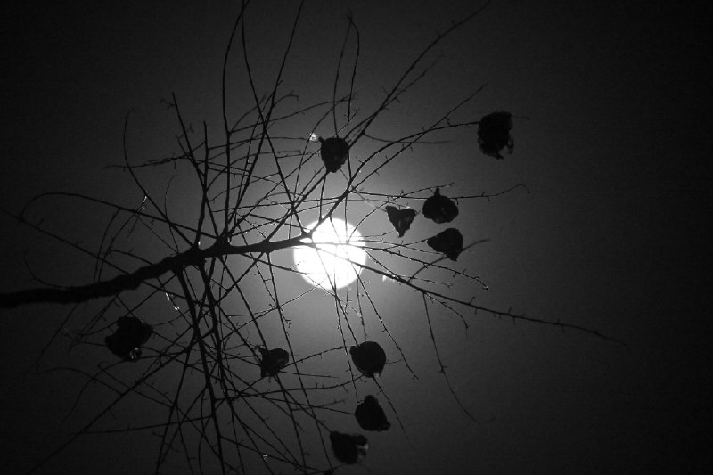 Moonlight shadowMoonlight shadow