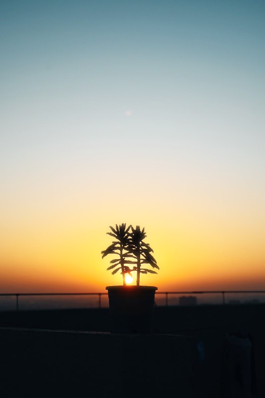 日落搭子#sundown #plant #安宁 #澄明