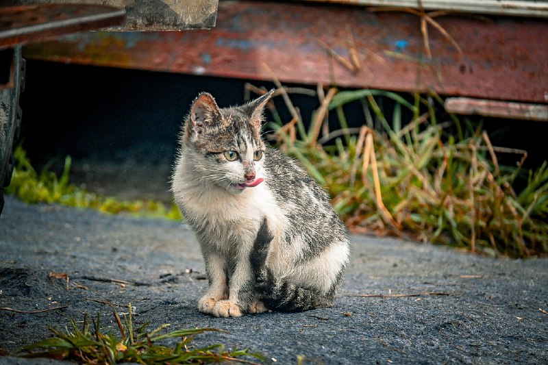 田园猫狗#cats #caturday #猫 #catofmastodon #dog #eye #animal田园猫狗#cats #caturday #猫 #catofmastodon #dog #eye #animal