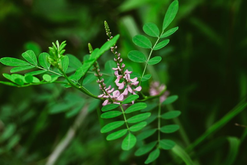 木蓝(Indigofera tinctoria)“蓝有三种