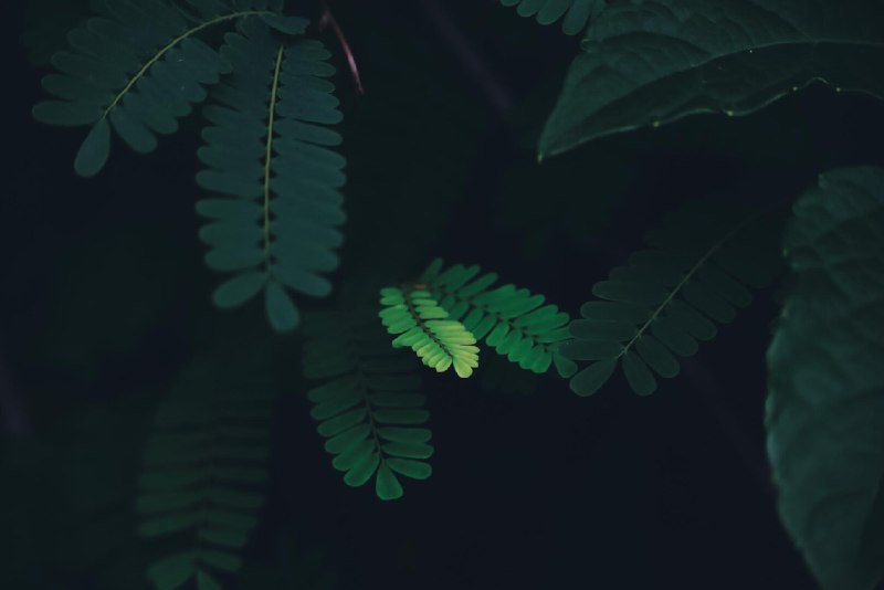 木蓝(Indigofera tinctoria)“蓝有三种