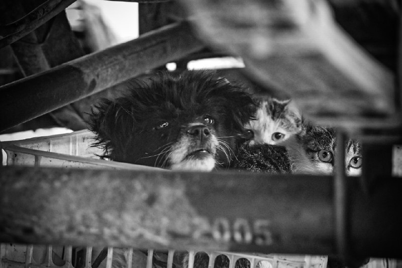田园猫狗#cats #caturday #猫 #catofmastodon #dog #eye #animal田园猫狗#cats #caturday #猫 #catofmastodon #dog #eye #animal