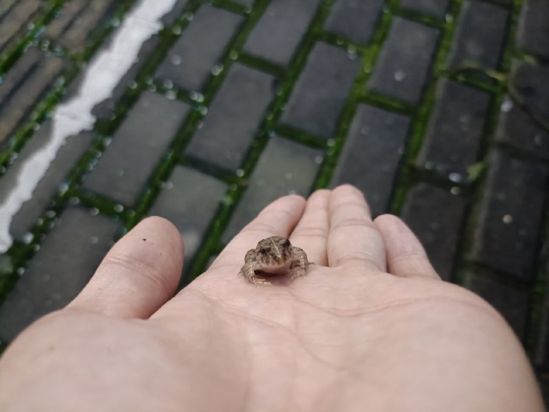 梅雨不停休，蛤蟆遍地流