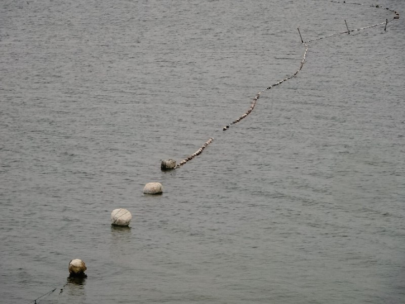 不飞则已，一飞冲天！(Time 2 fly, unstoppable today!) #birdsofmastodon #birds #fly #lake #simple #water #line