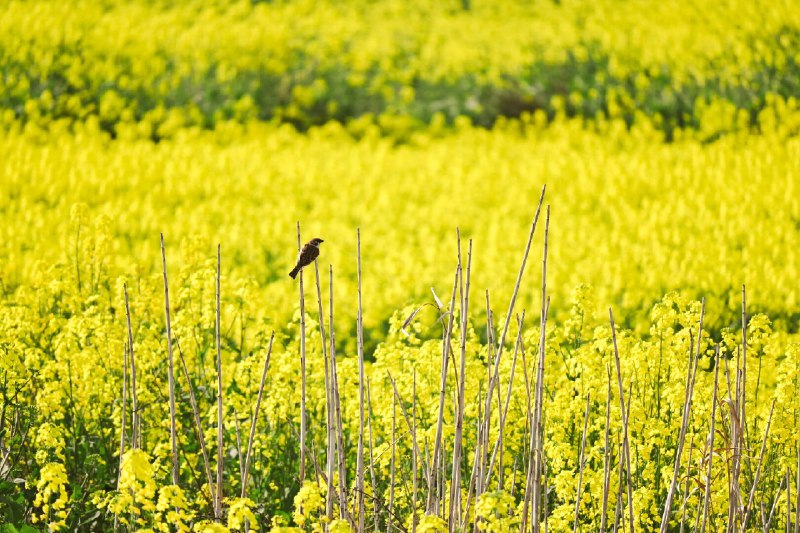 油菜花海一瞥(A glimpse of the sea of flowers)#nature #flowers油菜花海一瞥(A glimpse of the sea of flowers)#nature #flowers