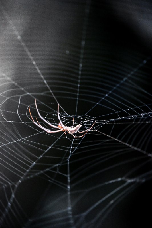 蜘蛛踟蹰(Spide Hesitates)A solitary spider pauses mid-web,its eight legs trembling like compass needlessearching for true north.The wind tugs at invisible threads—architecture of hunger,geometry of patience.One wrong step and the whole universemight unravel.#Spider #ArachnidPoetry #MicroCosmos #SilentDrama #NatureWriting