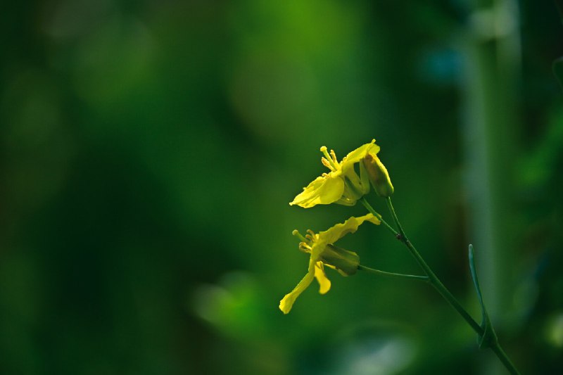 油菜花海一瞥(A glimpse of the sea of flowers)#nature #flowers油菜花海一瞥(A glimpse of the sea of flowers)#nature #flowers