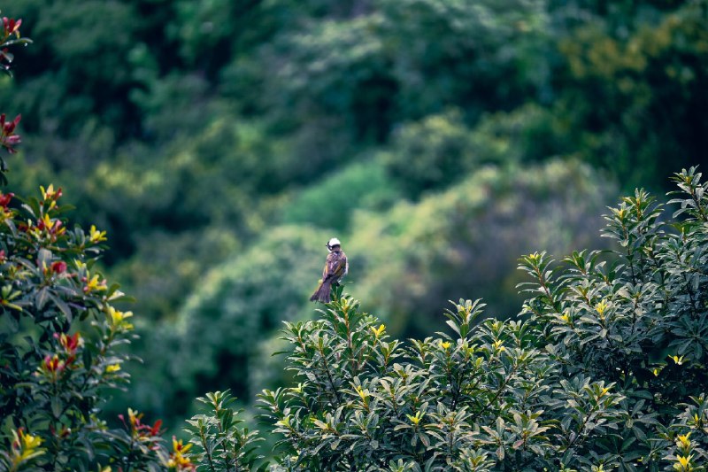 一阵鸟#BirdOfMastodon #birds #nature #鸟