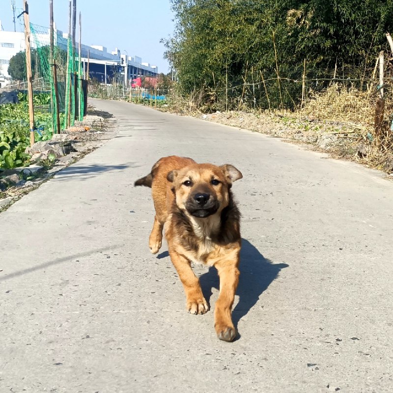 南方的狗子跟家里的一样友好