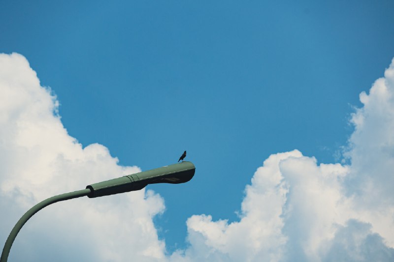 The wanderer above the sea of cloud#bird #cloud #simple #nature #鸟 #animal #birdsofpixelfed #blueskies #summerday #chill
